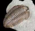 Super Inflated Flexicalymene Trilobite #5609-3
